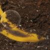Educational Insights See-Through Compost Container – STEM Kits for Kids, Earth Science Kit for Homeschool or Classroom, Practice Observation & Learn About Nature, Science Experiments for Kids Ages 4+